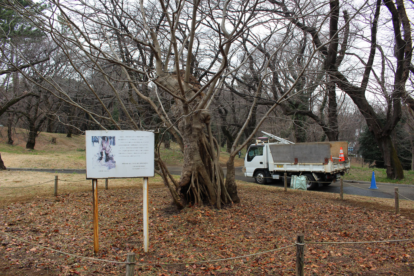 都立代々木公園サイカチ