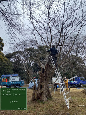 ▲整枝剪定代々木公園サイカチ