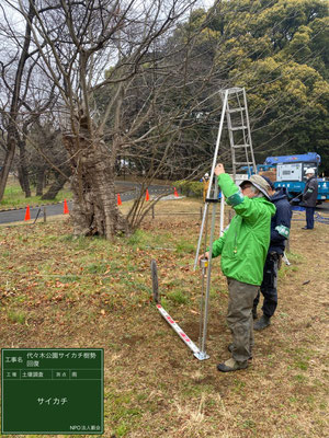 ▲土壌調査硬度計代々木公園サイカチ