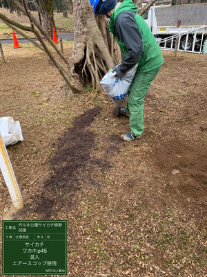 ▲土壌改良ワカホP45混入代々木公園サイカチ