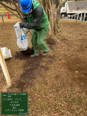 ▲土壌改良ワカホP45混入代々木公園サイカチ