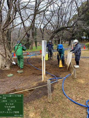 ▲土壌改良ワカホP45混入エアースコップ使用代々木公園サイカチ