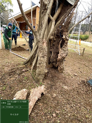 ▲不朽部切除代々木公園サイカチ