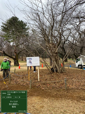 ▲土壌改良整地落ち葉戻し代々木公園サイカチ