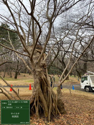 ▲整枝剪定枝誘因代々木公園サイカチ