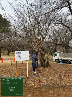 ▲土壌改良散水代々木公園サイカチ