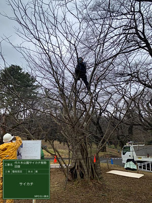 ▲整枝剪定代々木公園サイカチ