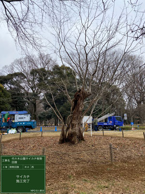 ▲樹勢回復施工完了東側代々木公園サイカチ