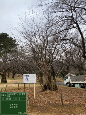 ▲樹勢回復施工完了東側代々木公園サイカチ