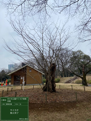 ▲樹勢回復施工完了北側代々木公園サイカチ