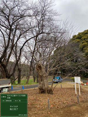 ▲樹勢回復施工完了南側代々木公園サイカチ