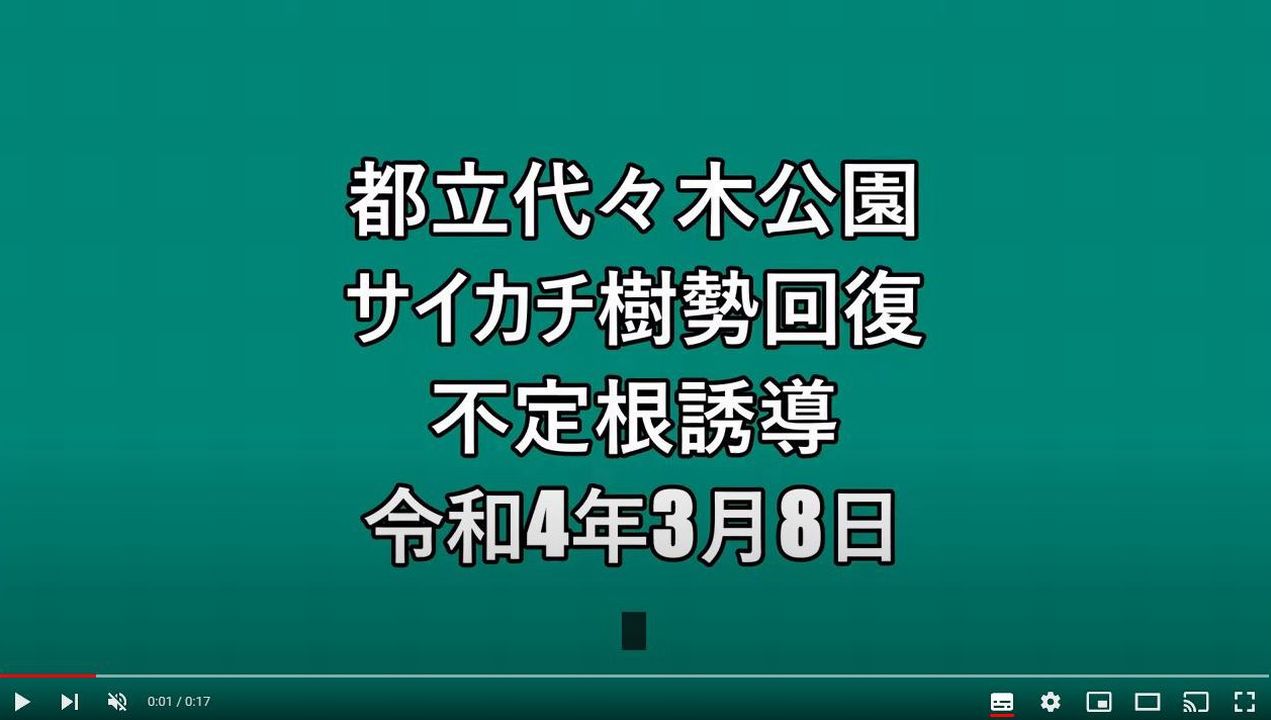 代々木公園サイカチ全景動画