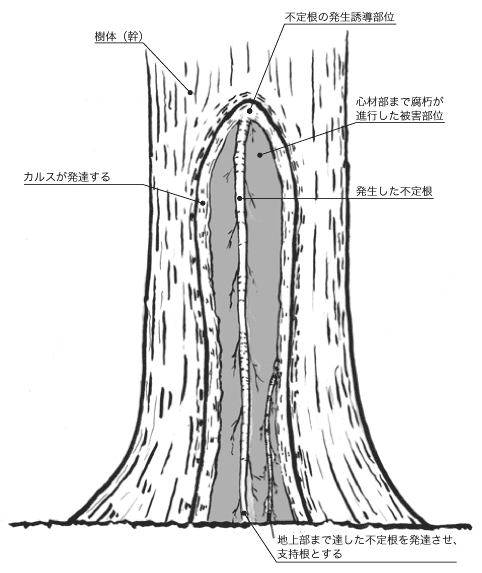 治療技術模式図